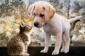 Lll Zusammenführen Von Hund Und Katze Tipps Power Pfoten