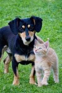 Zusammenleben von Hund und Katze