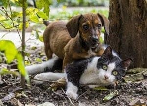 Hund und Katze spielen im Garten