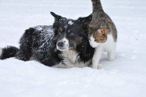 Hund und Katze spielen im Schnee