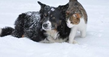 Hund und Katze spielen im Schnee