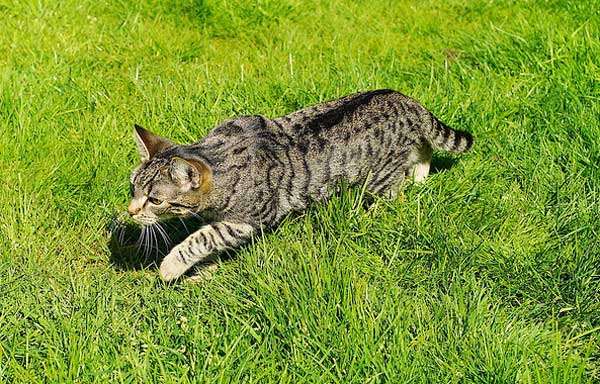 Freigänger Katzen haben ein höheres Risiko einen Katzenschnupfen zu bekommen 