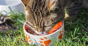 Eine Fütterung mit Katzenfutter aus dem Supermarkt ist nicht immer die optimalste Ernährung für die Katze