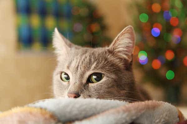 Silvester ist für die Katze purer Stress