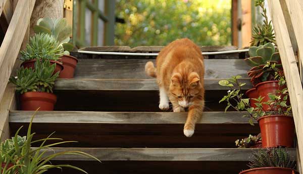 Nicht jede Katze hat es so bequem nach Draußen - als Alternative gibt es für Wohnungskatzen die Katzenleiter