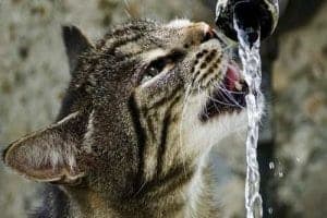 Katzen trinken gern fließendes Wasser