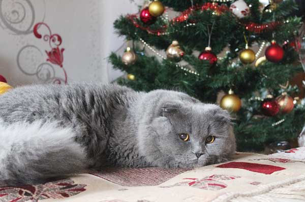 Katzen und Weihnachten - so geht's gut