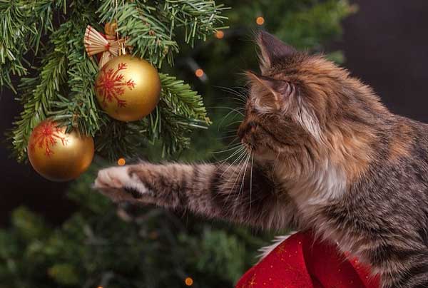 Der Weihnachtsbaum - für die Katze sehr spannend