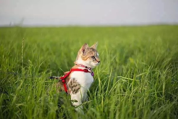 Katzenleine - hier scheiden sich die Geister von Katze und Mensch