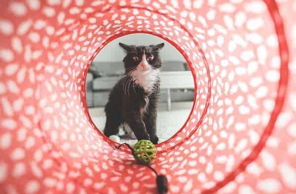 Das richtige Katzenspielzeug sorgt für Abwechslung und Bewegung bei der Katze