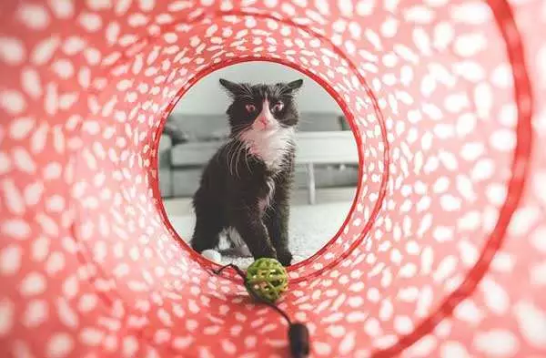 Das richtige Katzenspielzeug sorgt für Abwechslung und Bewegung bei der Katze