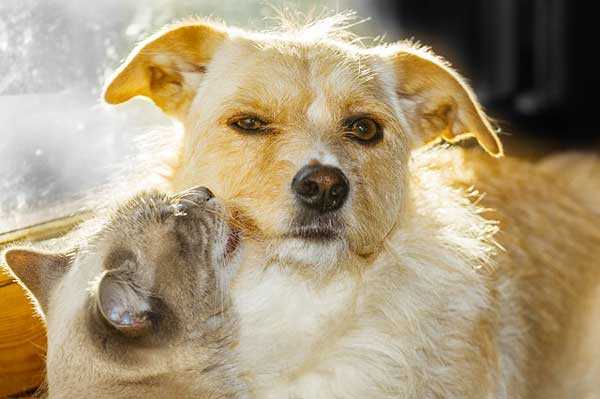 Katze und Hund können sich gegenseitig mit Krankheiten anstecken