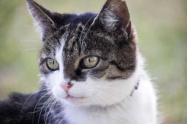 Flohhalsband Katze Giftig