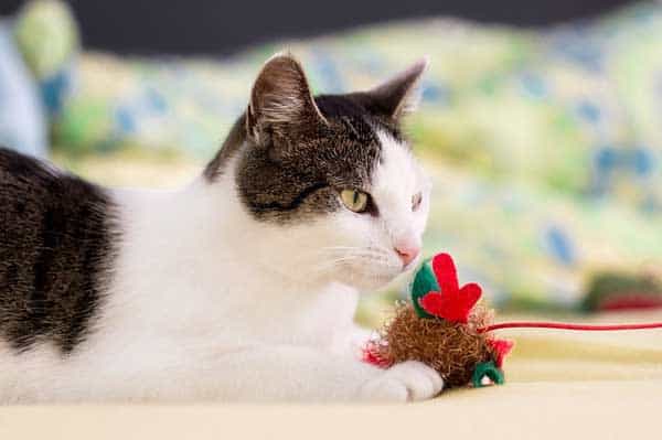 Spielzeug für die Katze sollte passen zur Katze ausgewählt werden