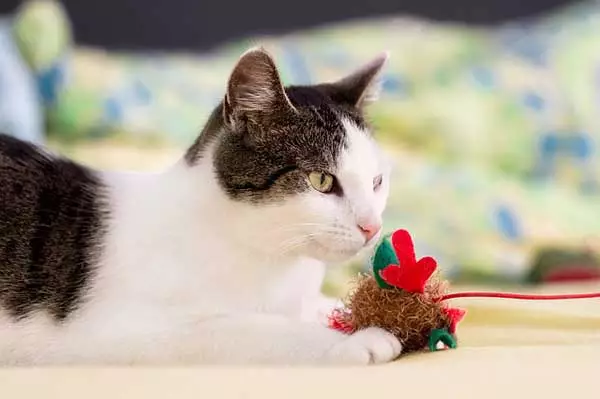 Spielzeug für die Katze sollte passen zur Katze ausgewählt werden