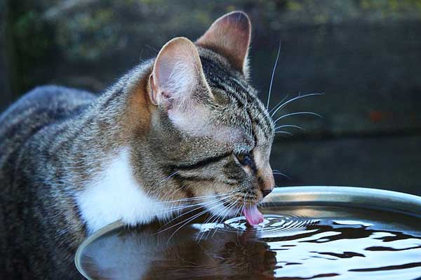 Trinkt meine Katze genug?