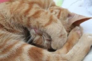 Katzen schlafen gern mit einer Pfote über den Augen