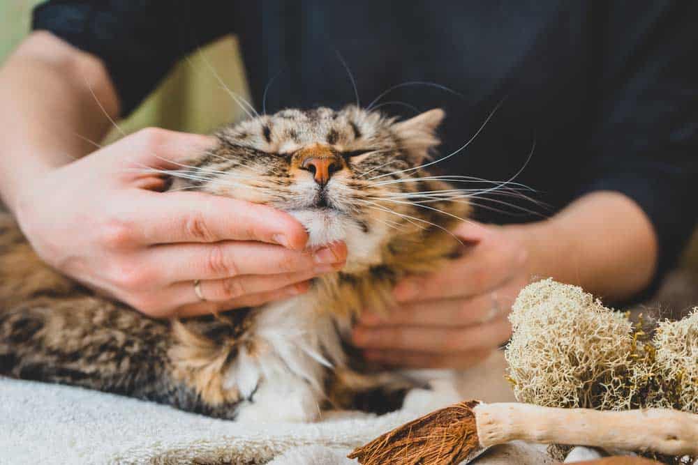 Katzen schnurren, wenn Sie krauelt (depositphotos.com)