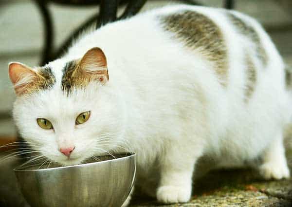 Darauf kommt es beim Kauf von hochwertigem Katzenfutter an