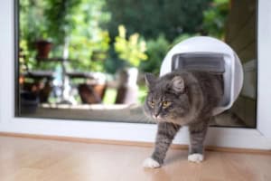 Katze kommt durch Katzenklappe ins Haus Katze kommt durch Katzenklappe ins Haus (depositphotos.com)