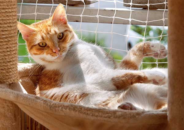 Ein Katzennetz für den Balkon bietet Sicherheit