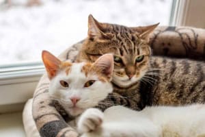 Katzenschlafplatz (depositphotos.com)