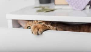 Katzenschrank Katzenschrank (depositphotos.com)