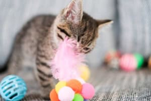 Katzenspielzeug (depositphotos.com)