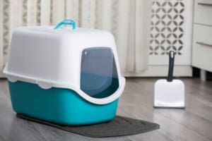 Katzentoilette (depositphotos.com)