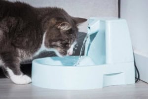 Katzentrinkbrunnen (depositphotos.com)